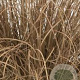 Carex comans 'Bronco' GM P9