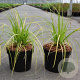 Carex lenta 'Osaka' GM P9
