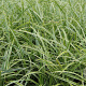 Carex morrowii Vanilla Ice GM P9