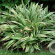 Carex siderosticta 'Variegata' GM P9