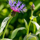 Centaurea montana 'Crinita' GM P9