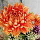 Chrysanthemum (I) 'Herbstgold' GM P9