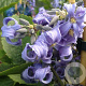 Clematis 'New Love' GM P9