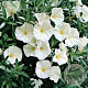 Convolvulus cneorum GM P9