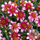 Coreopsis v. Sunstar Rose GM P9
