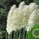 Cortaderia s. 'White Feather' GM  P11