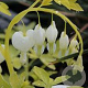 Dicentra spectabilis 'White Gold' GM P9