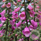 Digitalis 'Panther' GM P9