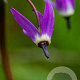 Dodecatheon jeffreyi GM P9
