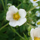 Potentilla rupestris GM P9