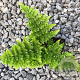 Dryopteris dil. 'Crispa Whiteside' GM P9