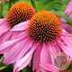 Echinacea angustifolia GM P9