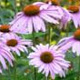 Echinacea angustifolia GM P9