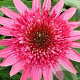 Echinacea 'Giddy Pink' GM P9