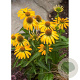 Echinacea Golden Skipper GM P9