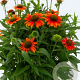 Echinacea Lakota Orange GM P9