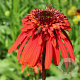 Echinacea p. 'Hot Papaya' GM P9