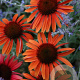 Echinacea p. 'Sundown' GM P9