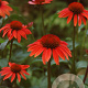 Echinacea p. 'Sundown' GM P9