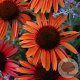 Echinacea p. 'Sundown' GM P9