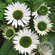 Echinacea p. 'Virgin' GM P9