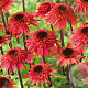 Echinacea 'Raspberry Truffle' GM P9