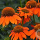Echinacea Sombrero Adobe Orange GM P9