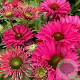 Echinacea Sunseekers Sweet Fuchsia GM P9