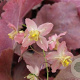 Epimedium versic. 'Cupreum' GM P9