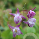 Epimedium y. 'Merlin' GM P9