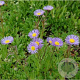 Erigeron 'Mrs E.H. Beale' GM P9