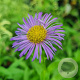 Erigeron 'Sommerabend' GM P9