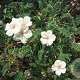 Erodium chrysanthum GM P9