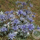 Eryngium bourgatii GM P9
