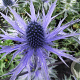 Eryngium bourgatii 'Pen Blue' GM P9