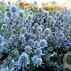 Eryngium pl. Grumpy GM P9