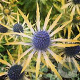 Eryngium zabelii 'Neptunes Gold' GM P9