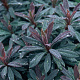 Euphorbia amygdal. 'Purpurea' GM P9