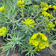 Euphorbia 'Copton Ash' GM P9