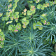 Euphorbia cyp. 'Fens Ruby' GM P9