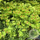 Euphorbia martini 'Baby Charm' GM P9
