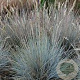 Festuca glauca 'Blauglut' GM P9
