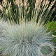 Festuca glauca 'Hoggar' GM P9
