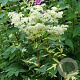 Filipendula ulmaria 'Variegata' GM P9