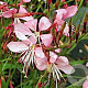 Gaura l. 'Summer Emotions' GM P9