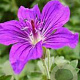 Geranium 'Lakwijk Star' GM P9