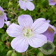Geranium macul. 'Vickie Lynn' GM P9