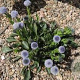 Globularia trichosantha GM P9