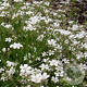 Gypsophila repens 'Filou White' GM P9