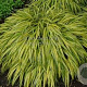 Hakonechloa macra 'Albostriata' GM P9